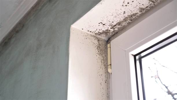 Best Residential Mold Inspection & Testing  in Keeler Farm, NM