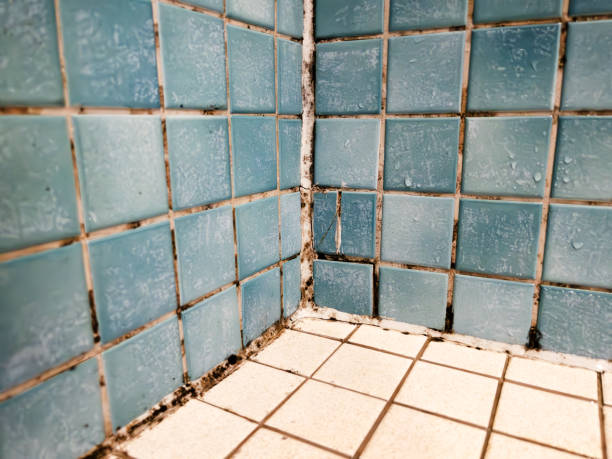Best Mold Documentation for Insurance Claims  in Keeler Farm, NM